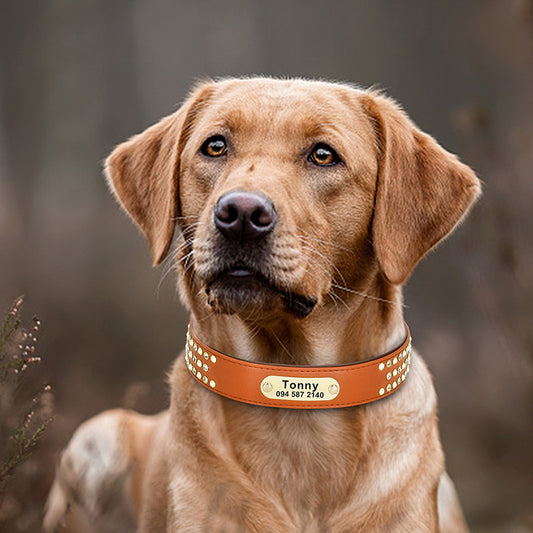 Personalized Engraved Leather Dog Collar – Premium Studded Design